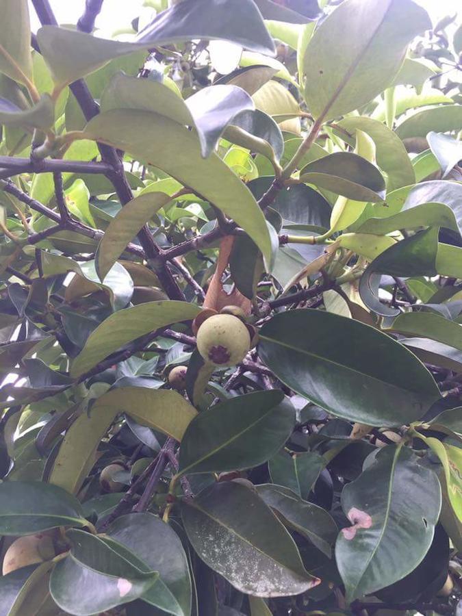 德瓦花园度假酒店 巴真府 外观 照片
